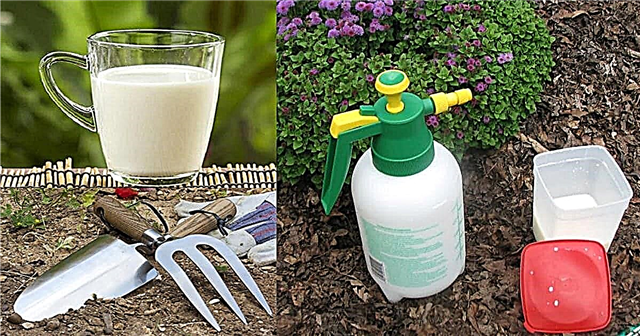 Uporabite mleko na vrtu in bodite pripravljeni na teh 8 presenečenj | Uporaba mleka