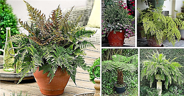 21 loại dương xỉ tốt nhất cho thùng chứa mà bạn có thể dễ dàng trồng trong nhà và ngoài trời