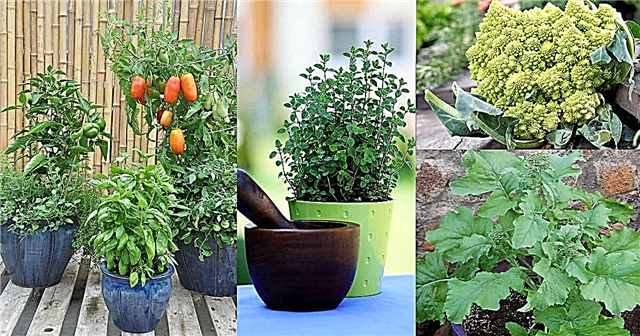 21 биљке за узгој за јестиву италијанску башту | Италијански врт са контејнерима