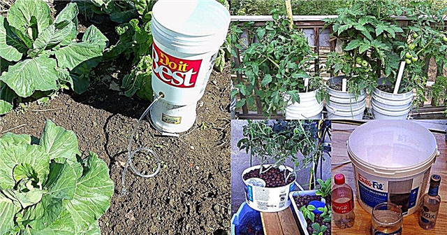 Se você tiver alguns baldes, poderá usá-los destas 13 maneiras no jardim | Bucket Uses