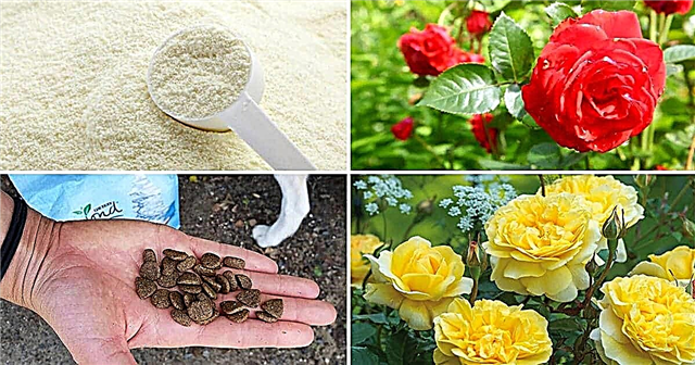 10 DIY Rose fertilizantes e remédios disponíveis na sua cozinha e você nunca soube que eles existiam!