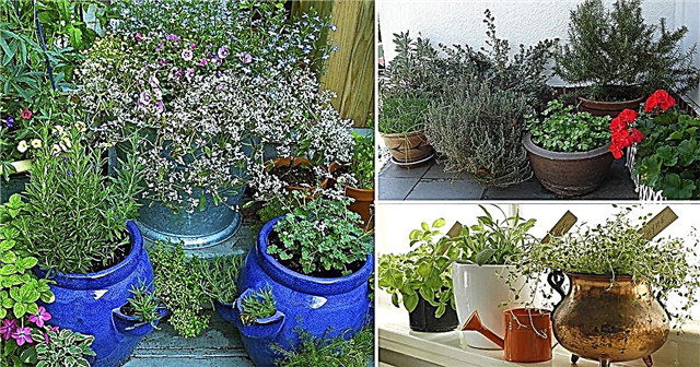 7 Βασικές συμβουλές κήπου με βότανα: Καλλιέργεια βοτάνων σε γλάστρες