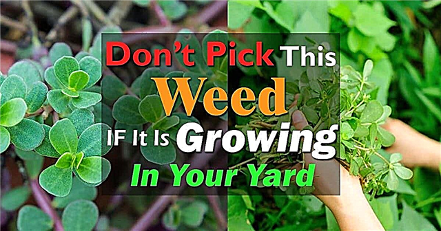 Výhody šunky jedlé Weed: Jak pěstovat švestku v kontejnerech
