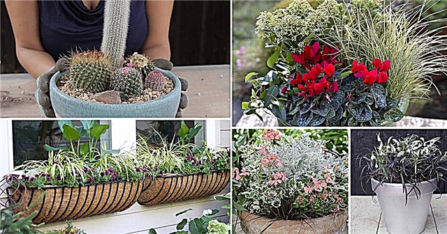 23 geweldige arrangementen voor het tuinieren van containers voor luie, vergeetachtige en drukke tuiniers