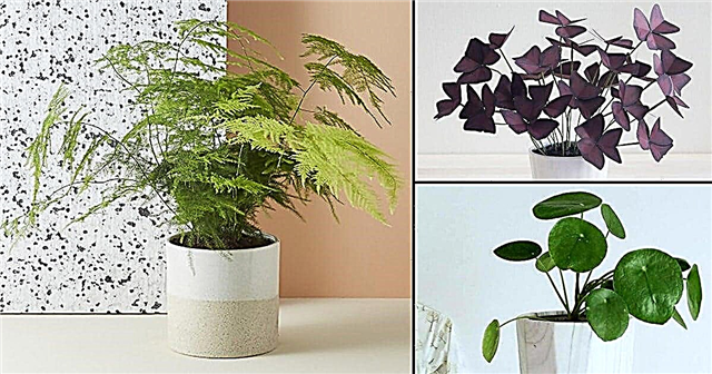 10 petites plantes d'intérieur mignonnes | Petites plantes d'intérieur