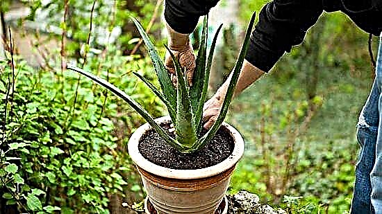 알로에 식물을 재배치하는 방법