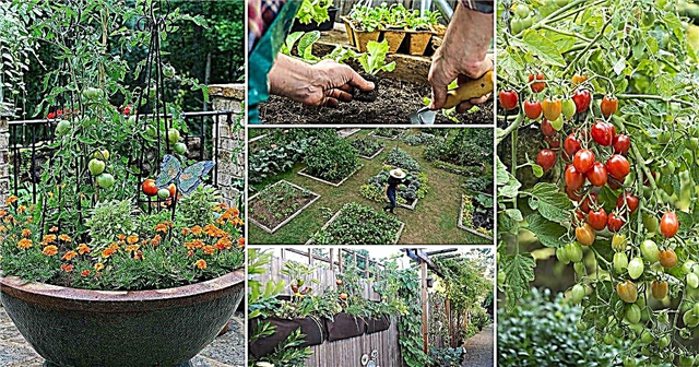 12 skvělých tipů pro zahájení kuchyňské zahrady, které by měl vědět každý začátečník!