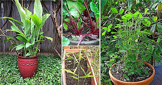 5 екзотични (SuperFood) коренни зеленчуци и билки за контейнери
