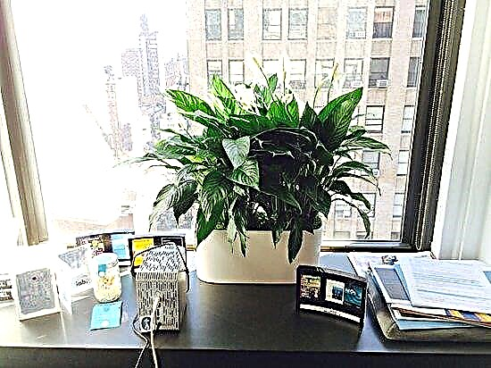 15 найкращих рослин для офісних столів, яким не потрібен простір
