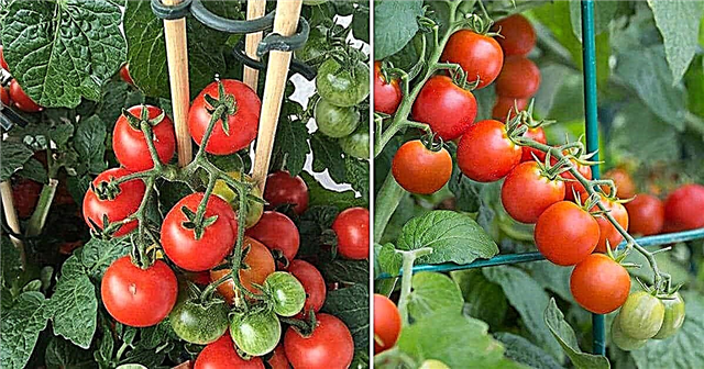 En hemmelighet for sunne og produktive tomatplanter