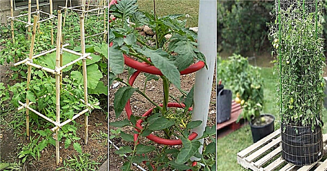 18 ý tưởng tự làm lồng và cọc trồng cà chua