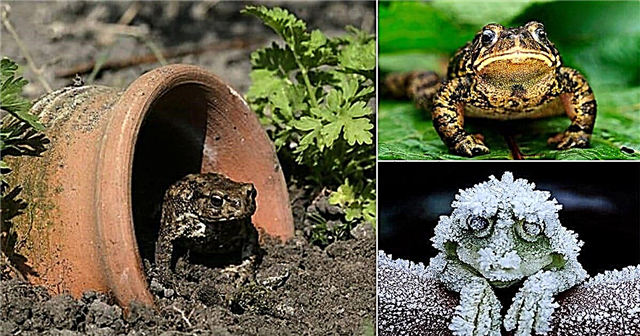 8 modi per attirare rospi e rane in giardino