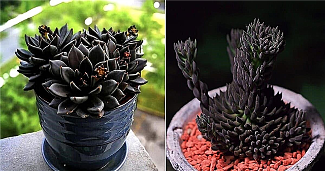 9 Succulents สีดำที่ดีที่สุดที่สวยงามอย่างไม่น่าเชื่อ