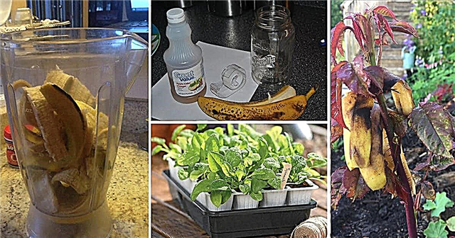 14 שימושים של קליפת בננה בגינה שכדאי להכיר