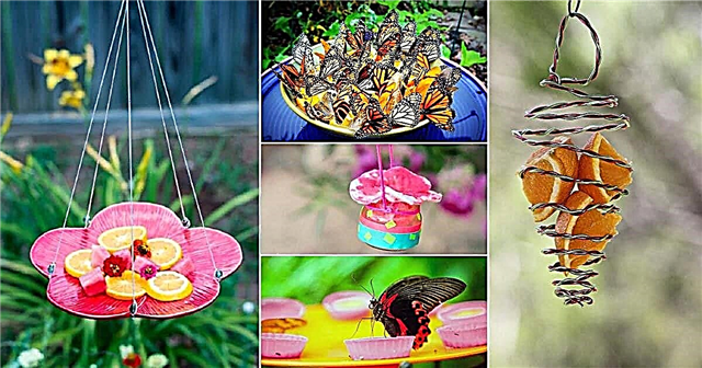 19 ไอเดีย DIY Butterfly Feeder