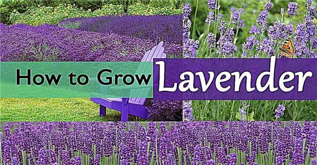 Hur man odlar lavendelväxter Växande lavendel