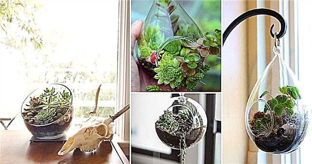 8 DIY recepata za terarij od staklenog globusa koje će vam se svidjeti