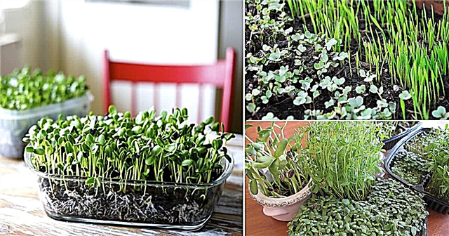 모든 정원사를위한 최고의 Microgreen 성장 해킹 및 치트 시트