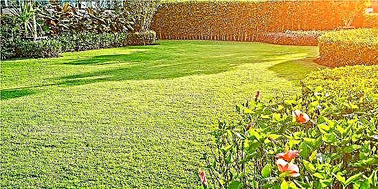 6 loại phân bón cỏ tự chế hiệu quả, an toàn với hóa chất độc hại