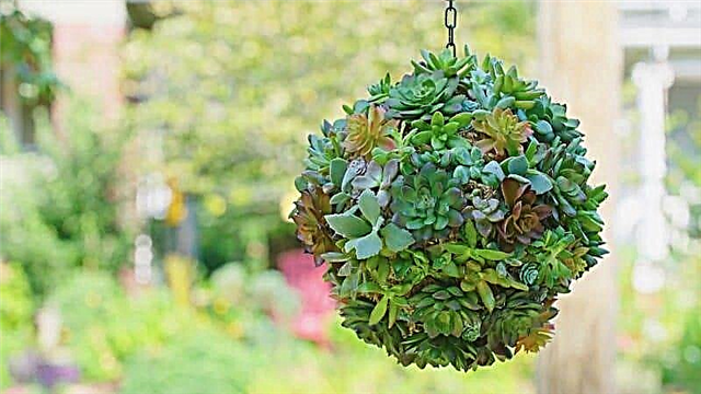 DIY Succulent Sphere