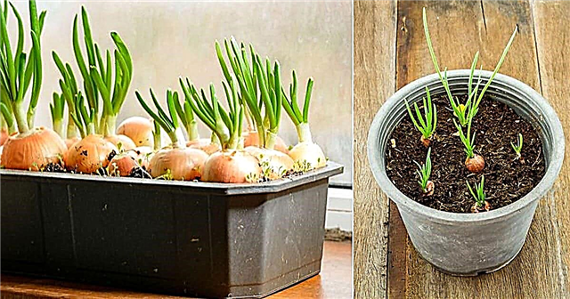 Como crescer cebolas verdes | Cultivo de cebolas verdes em recipientes o ano todo