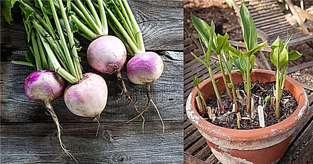 11 najlepších koreňovej zeleniny do nádob