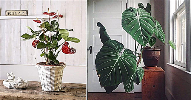 10 romantiske hjerteformede bladplanter for å vokse innendørs
