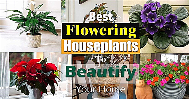 17 सर्वश्रेष्ठ फूल हाउसप्लांट
