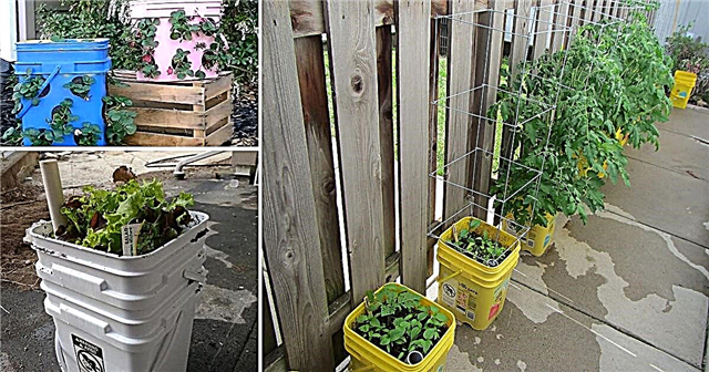 Садівництво контейнерів для котячих підстилок | 8 відро для котячого сміття для садівників