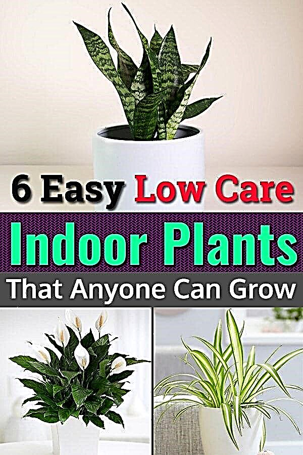 6 צמחים פנימיים קלים לטיפול נחות שכל אחד יכול לגדל
