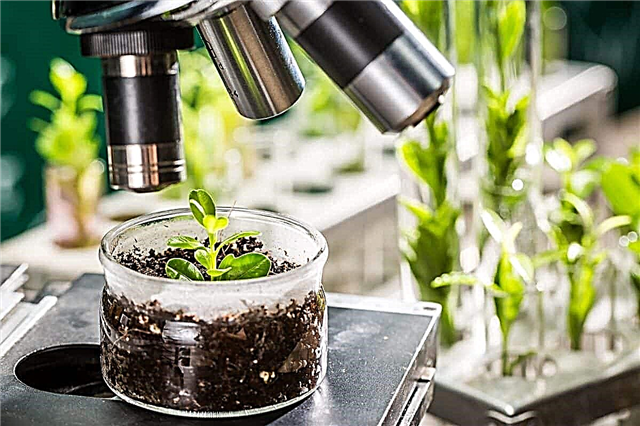 על פי מחקר מלזי זה, הצמח הקולט ביותר ל- CO2 הוא?