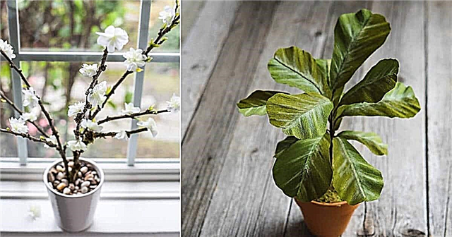27 proyectos fáciles de plantas falsas de bricolaje | Cómo hacer plantas falsas