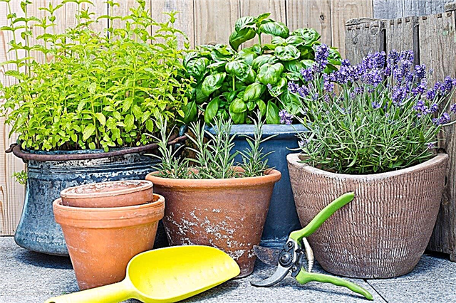 Cultivo de ervas dentro de casa? 46 melhores dicas de jardim de ervas interno para saber hoje