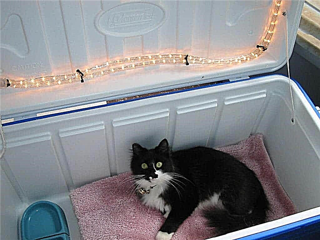 12 DIY utendørs kattehusideer for vintre | DIY Feral Cat Shelters