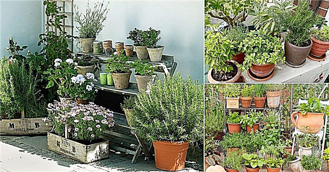 7 Συμβουλές για το Herb Garden Garden | Διαμέρισμα Κηπουρική