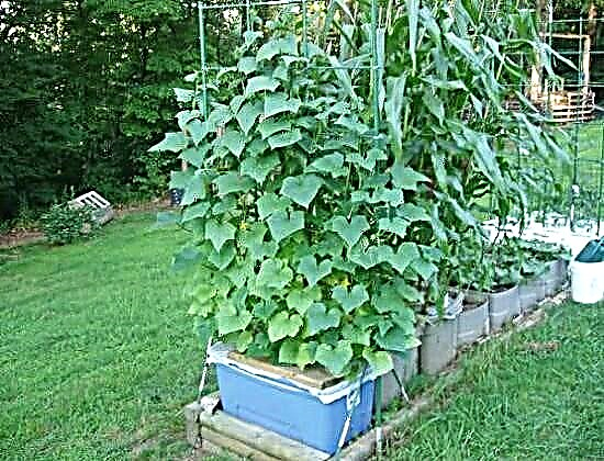 Pěstování okurek vertikálně Jak pěstovat okurky v malých zahradách