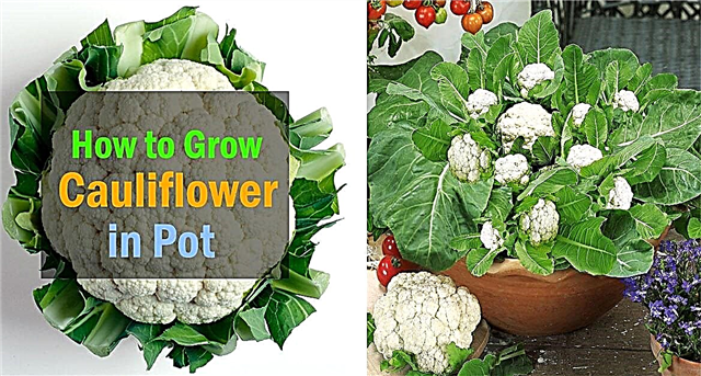 Wachsender Blumenkohl in Behältern | Pflege & wie man Blumenkohl in Töpfen züchtet