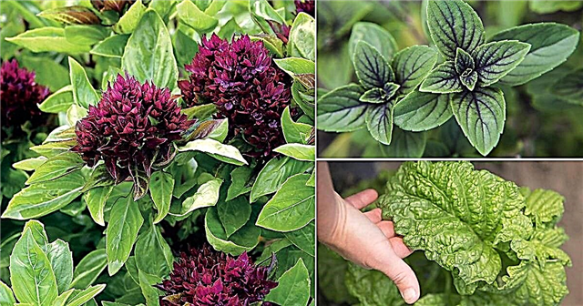 18 druhů bazalky k pěstování pro vaření a léčení | Nejlepší odrůdy bazalky