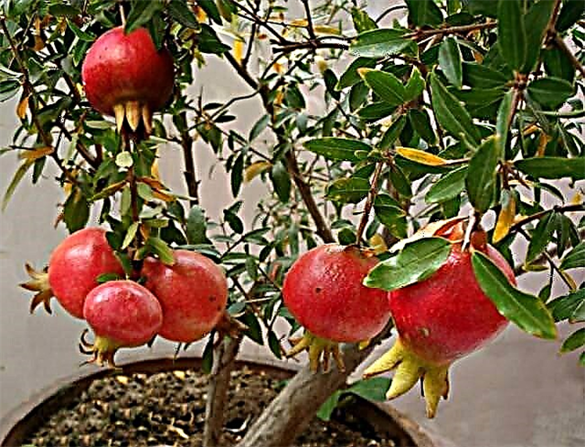 Jak pěstovat strom z granátového jablka v květináči Pěstování granátových jablek v kontejnerech