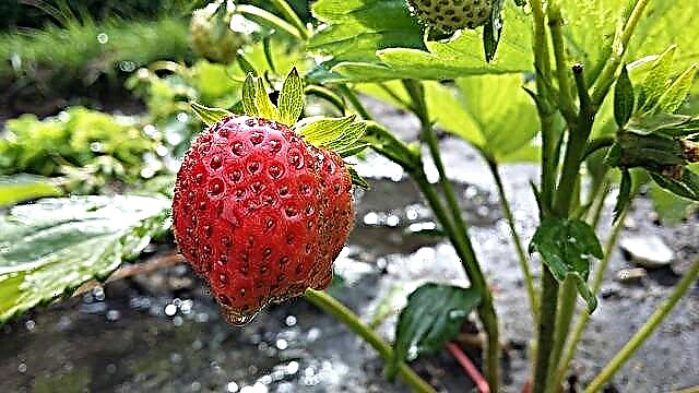 Plantation de fraises | Tout sur la culture des fraises