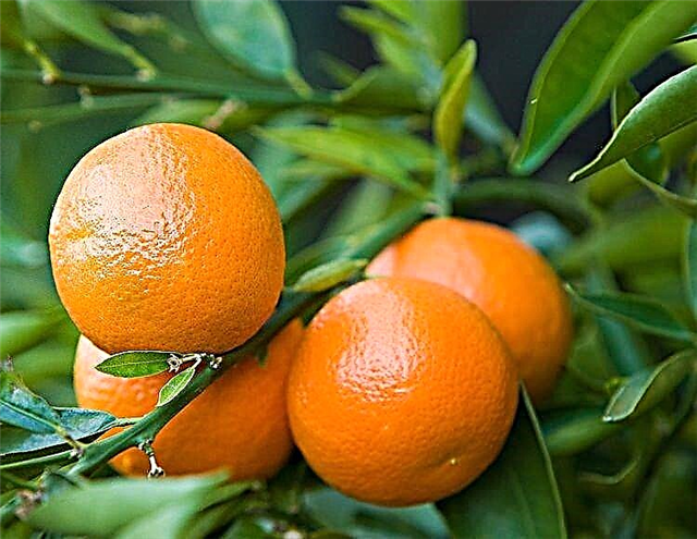 Hogyan növekszik a klementin Növekvő klementin narancs