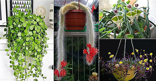 19 beste hangende vetplanten voor hangende manden