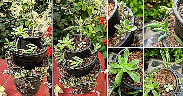 DIY mini poschodová sukulentná záhrada s kombináciami rastlín