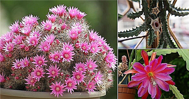 17 migliori piante grasse in fiore da coltivare indoor e outdoor