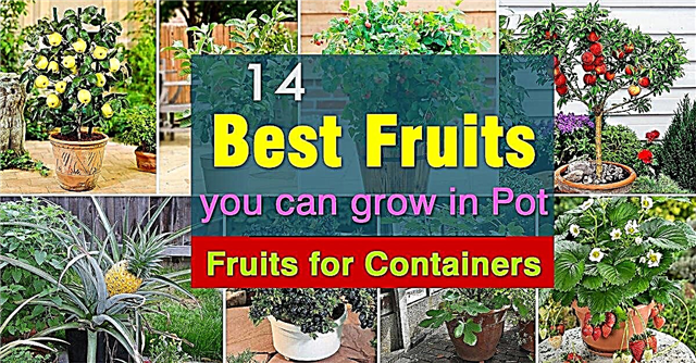 Najboljše sadje za gojenje v loncih Sadje za posode