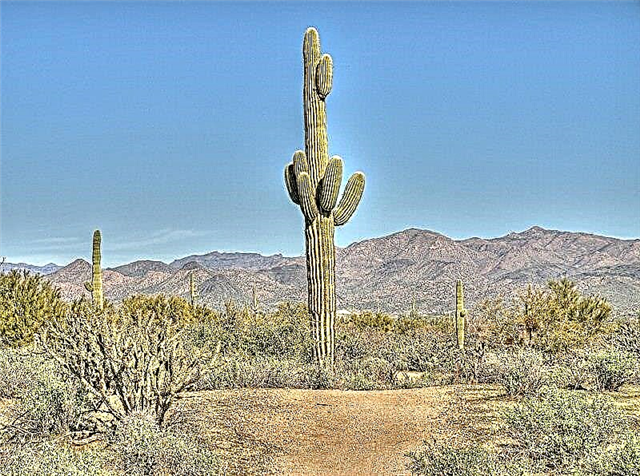 Huvitavad Saguaro kaktuse faktid