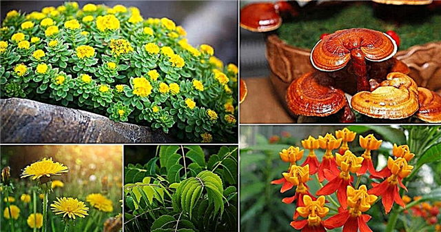 48 най-добри лечебни растения с техните предимства
