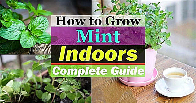 Growing Mint Indoors & Cara Merawatnya