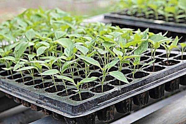 5 jednoduchých tipov na klíčenie semien na vypestovanie každého semena