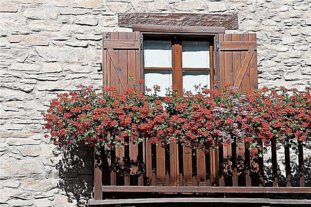 10 tipů, jak založit balkonovou květinovou zahradu | Zahradní design balkonu